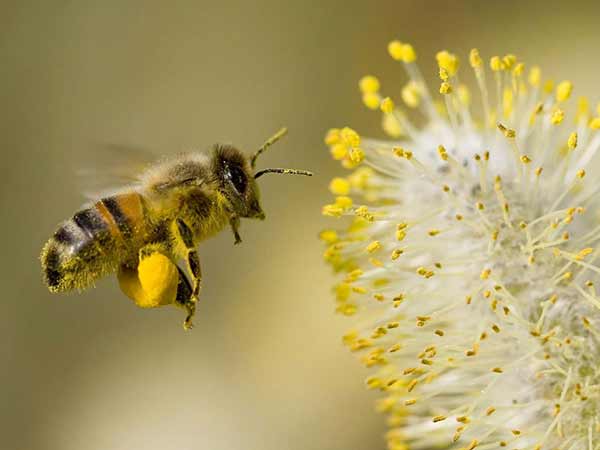 polen abejas
